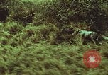 Image of jungle animals and fish Philippines, 1968, second 57 stock footage video 65675072410