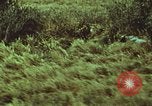 Image of jungle animals and fish Philippines, 1968, second 58 stock footage video 65675072410