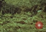 Image of jungle animals and fish Philippines, 1968, second 59 stock footage video 65675072410