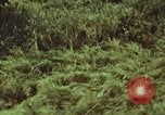 Image of jungle animals and fish Philippines, 1968, second 60 stock footage video 65675072410