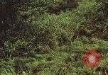 Image of jungle animals and fish Philippines, 1968, second 61 stock footage video 65675072410