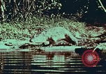 Image of jungle animals and fish Philippines, 1968, second 62 stock footage video 65675072410