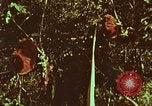 Image of evacuation techniques Philippines, 1968, second 4 stock footage video 65675072411