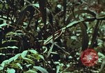 Image of evacuation techniques Philippines, 1968, second 15 stock footage video 65675072411