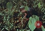 Image of evacuation techniques Philippines, 1968, second 31 stock footage video 65675072411
