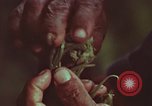 Image of evacuation techniques Philippines, 1968, second 42 stock footage video 65675072411