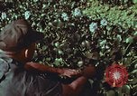 Image of evacuation techniques Philippines, 1968, second 43 stock footage video 65675072411