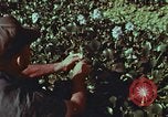 Image of evacuation techniques Philippines, 1968, second 44 stock footage video 65675072411