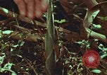 Image of evacuation techniques Philippines, 1968, second 49 stock footage video 65675072411