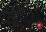 Image of survival techniques Philippines, 1968, second 1 stock footage video 65675072412