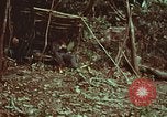 Image of survival techniques Philippines, 1968, second 4 stock footage video 65675072412