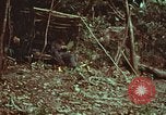 Image of survival techniques Philippines, 1968, second 5 stock footage video 65675072412