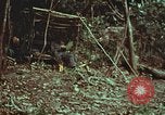 Image of survival techniques Philippines, 1968, second 8 stock footage video 65675072412