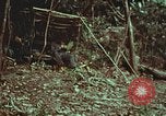Image of survival techniques Philippines, 1968, second 9 stock footage video 65675072412