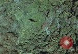 Image of survival techniques Philippines, 1968, second 12 stock footage video 65675072412