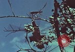 Image of survival techniques Philippines, 1968, second 41 stock footage video 65675072412