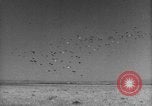 Image of Allied invasion Sicily Italy, 1943, second 34 stock footage video 65675072536