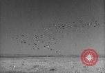 Image of Allied invasion Sicily Italy, 1943, second 35 stock footage video 65675072536