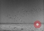 Image of Allied invasion Sicily Italy, 1943, second 36 stock footage video 65675072536