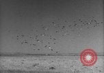 Image of Allied invasion Sicily Italy, 1943, second 37 stock footage video 65675072536