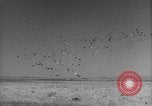 Image of Allied invasion Sicily Italy, 1943, second 39 stock footage video 65675072536
