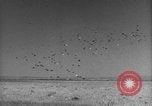 Image of Allied invasion Sicily Italy, 1943, second 40 stock footage video 65675072536