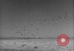 Image of Allied invasion Sicily Italy, 1943, second 41 stock footage video 65675072536