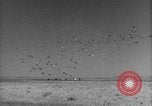 Image of Allied invasion Sicily Italy, 1943, second 42 stock footage video 65675072536