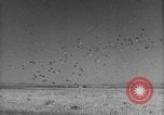 Image of Allied invasion Sicily Italy, 1943, second 43 stock footage video 65675072536