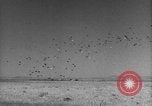 Image of Allied invasion Sicily Italy, 1943, second 44 stock footage video 65675072536