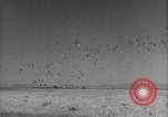 Image of Allied invasion Sicily Italy, 1943, second 45 stock footage video 65675072536