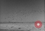 Image of Allied invasion Sicily Italy, 1943, second 46 stock footage video 65675072536