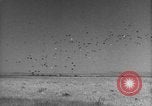Image of Allied invasion Sicily Italy, 1943, second 47 stock footage video 65675072536