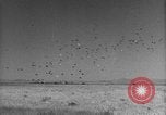 Image of Allied invasion Sicily Italy, 1943, second 48 stock footage video 65675072536