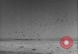 Image of Allied invasion Sicily Italy, 1943, second 49 stock footage video 65675072536