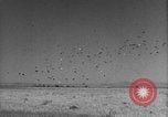 Image of Allied invasion Sicily Italy, 1943, second 50 stock footage video 65675072536