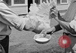 Standbild chicken anheben United States USA, 1919, aus Sekunde 57 historischem Filmmaterial Videoclip 65675072551
