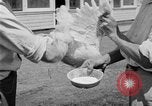 Standbild chicken anheben United States USA, 1919, aus Sekunde 58 historischem Filmmaterial Videoclip 65675072551