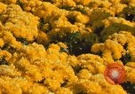 Standbild Roosevelt Bridge Washington DC USA, 1966, aus Sekunde 24 historischem Filmmaterial Videoclip 65675072583