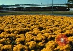 Standbild Roosevelt Bridge Washington DC USA, 1966, aus Sekunde 47 historischem Filmmaterial Videoclip 65675072583