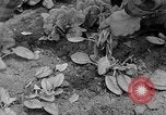 Image of cannery labors strike Racine Wisconsin USA, 1938, second 15 stock footage video 65675072649