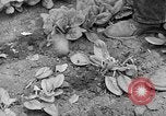 Image of cannery labors strike Racine Wisconsin USA, 1938, second 16 stock footage video 65675072649