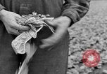 Image of cannery labors strike Racine Wisconsin USA, 1938, second 17 stock footage video 65675072649