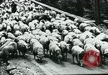 Image of Nomadic life in Arabia Middle East, 1936, second 9 stock footage video 65675072699