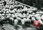 Image of Nomadic life in Arabia Middle East, 1936, second 10 stock footage video 65675072699