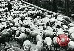 Image of Nomadic life in Arabia Middle East, 1936, second 11 stock footage video 65675072699