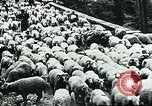 Image of Nomadic life in Arabia Middle East, 1936, second 13 stock footage video 65675072699