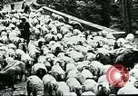 Image of Nomadic life in Arabia Middle East, 1936, second 17 stock footage video 65675072699