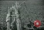 Image of Ancient methods of agriculture in the Middle East Middle East, 1936, second 19 stock footage video 65675072700