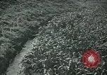 Image of Ancient methods of agriculture in the Middle East Middle East, 1936, second 35 stock footage video 65675072700